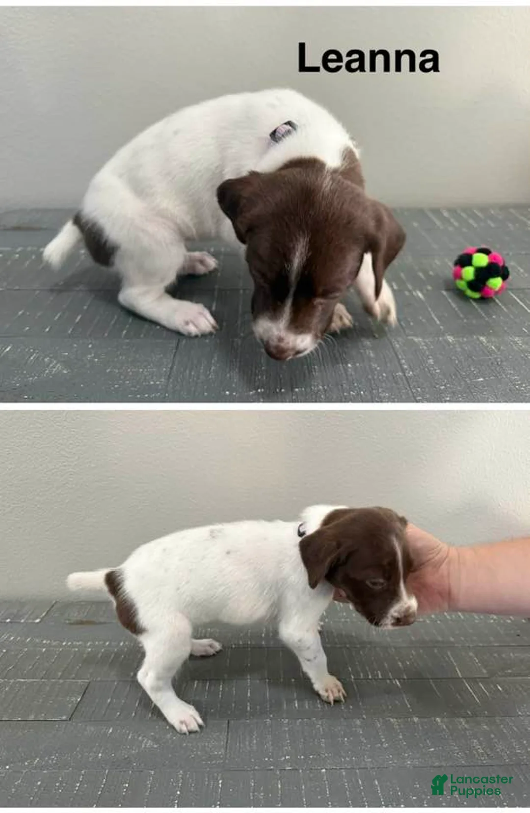 German Shorthaired Pointer dogs for sale: Leanna - Ad 1