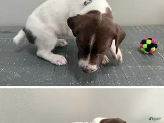 German Shorthaired Pointer dogs for sale: Leanna - Ad 3