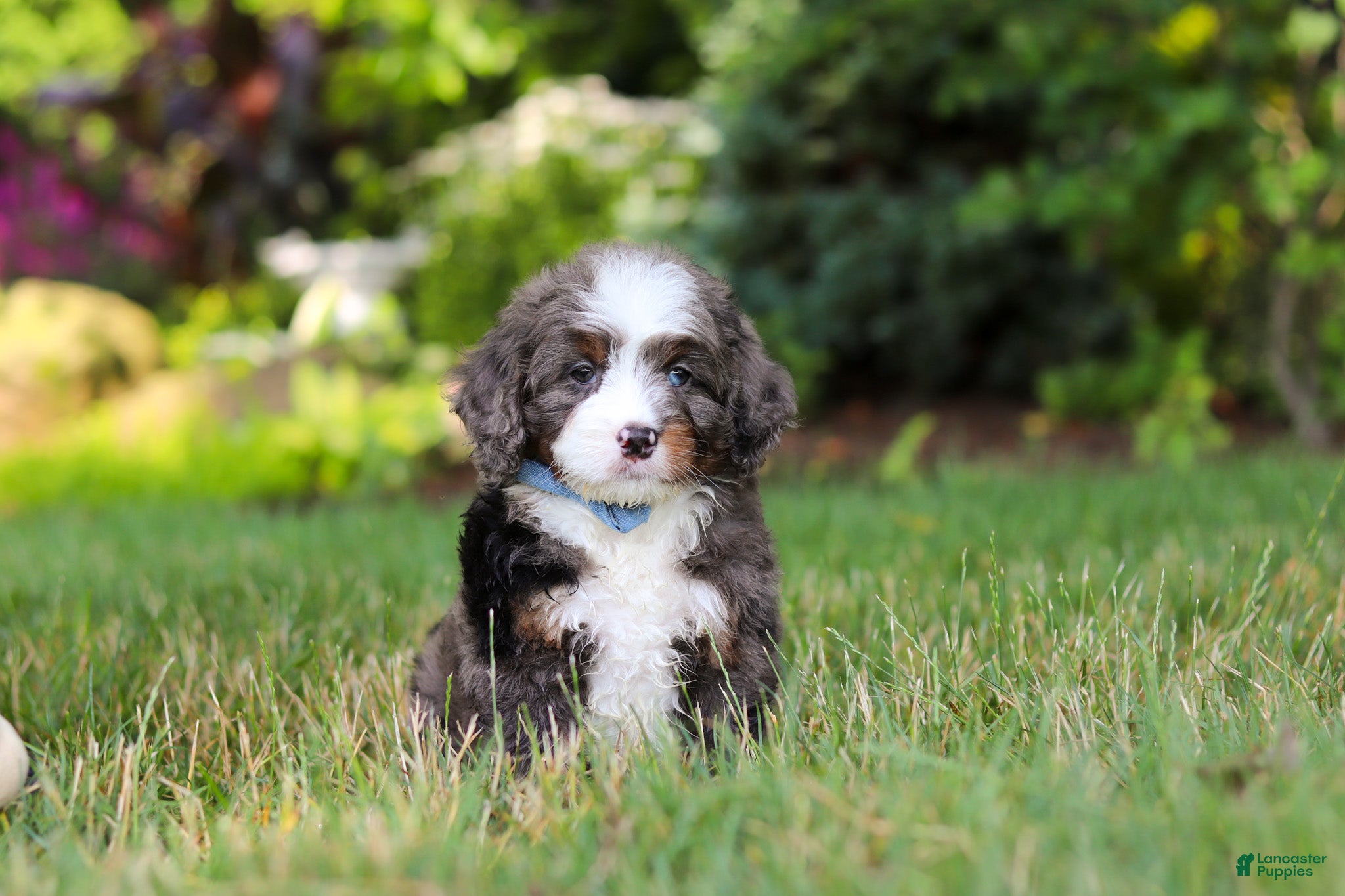 Mini Bernedoodle dogs Whyatt - Ad 1