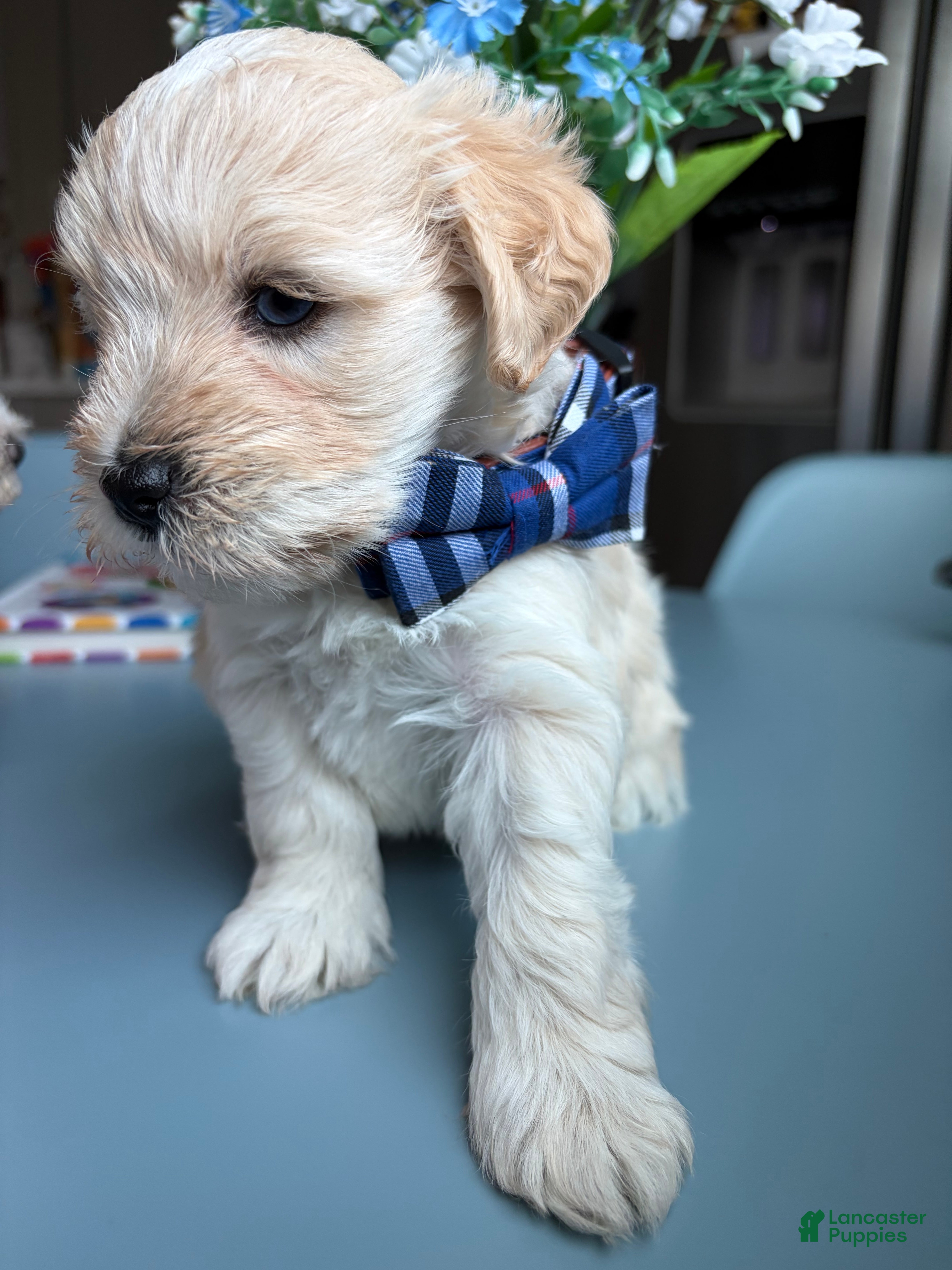 Miniature Schnauzer dogs Buzz - Ad 15