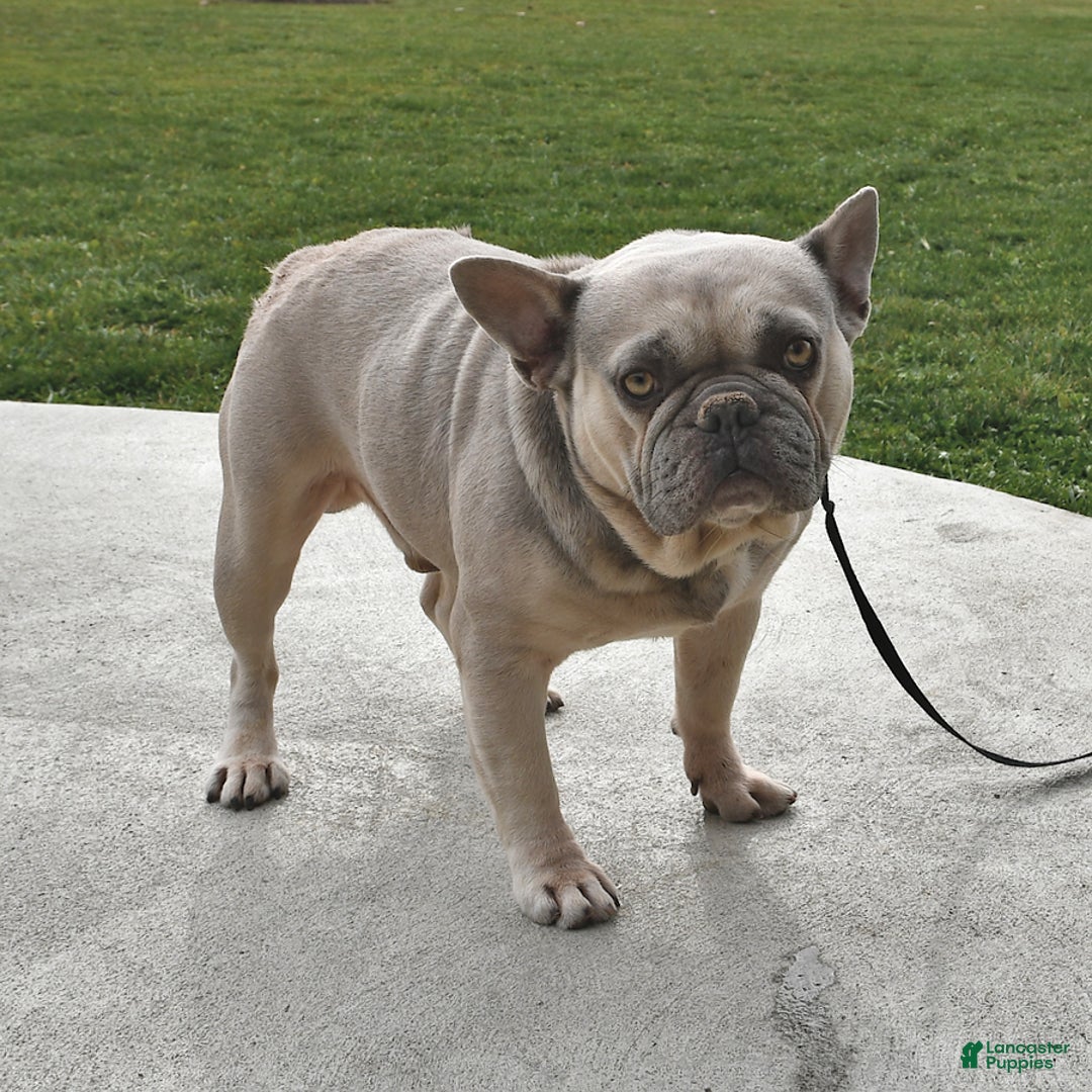 Frenchton dogs for sale: Elsie - Ad 7