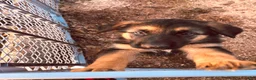 German Shepherd dogs for sale: Independence “Indy” - Ad 7