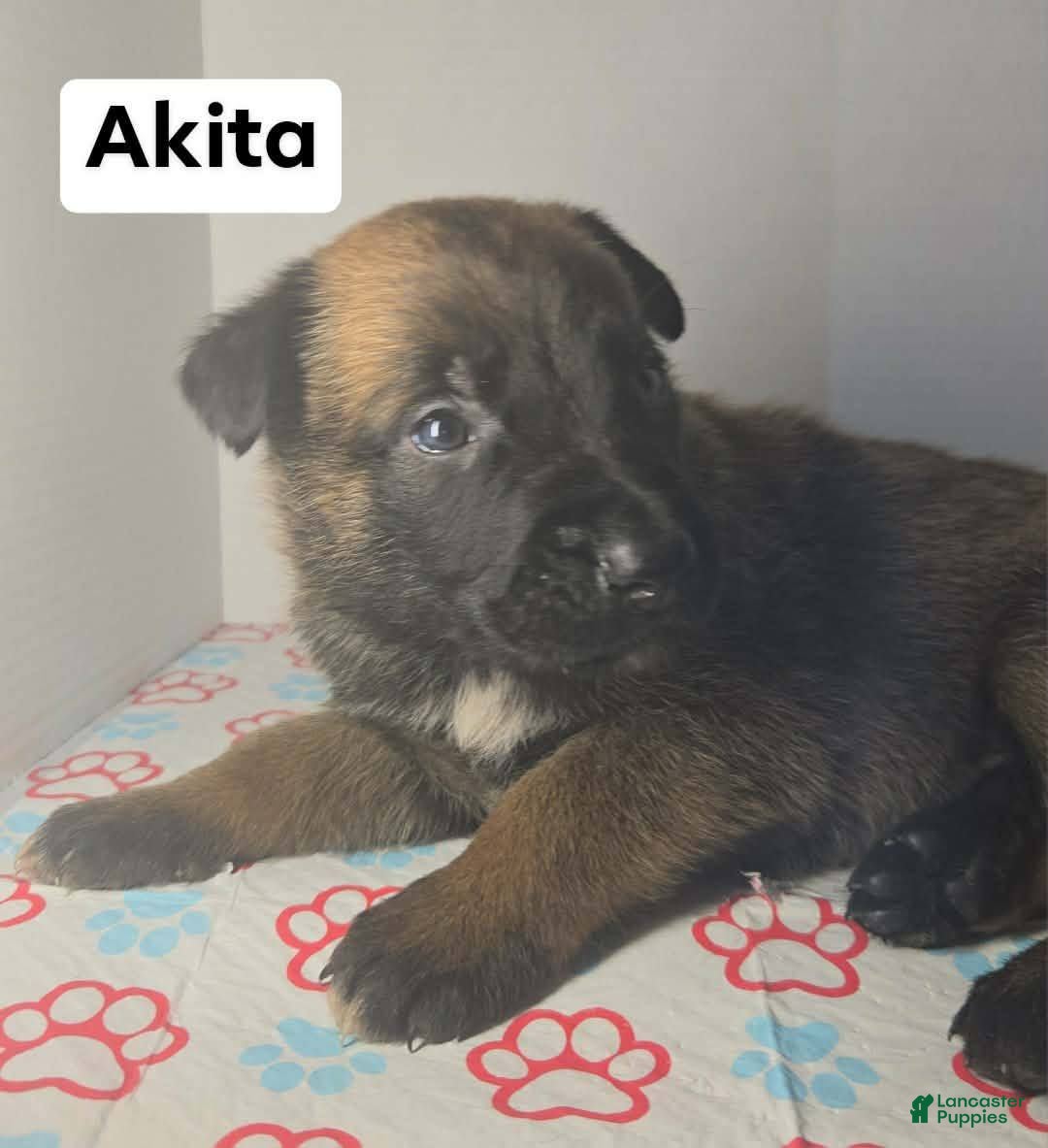 Belgian Malinois dogs Belgian Malinois Puppy 6 (Akita) - Ad 20