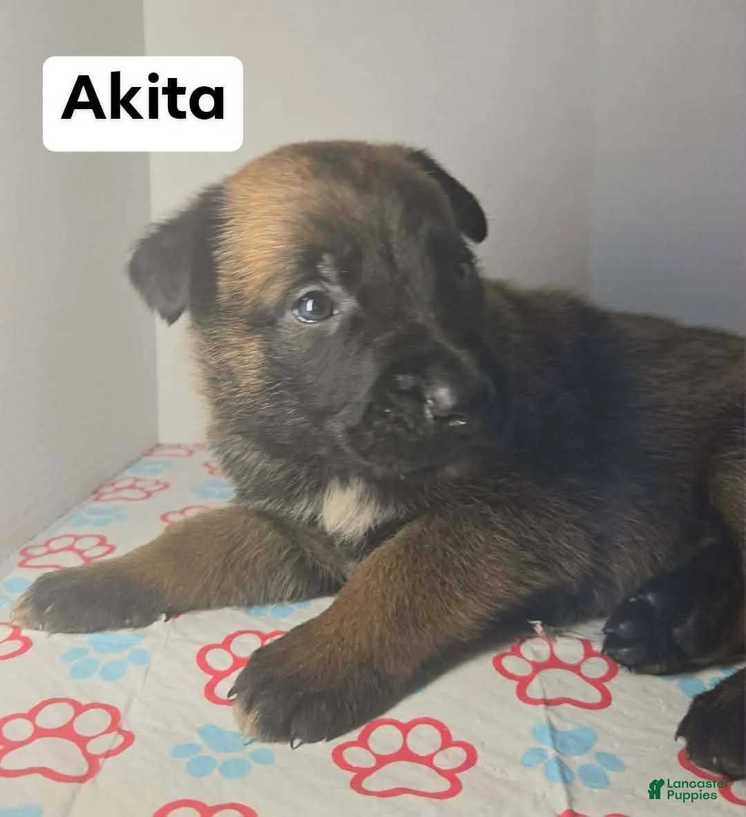 Belgian Malinois dogs for sale: Belgian Malinois Puppy 6 (Akita) - Ad 1