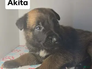 Belgian Malinois dogs Belgian Malinois Puppy 6 (Akita) - Ad 19