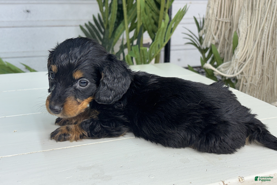 Miniature Dachshund dogs for sale: Charles - Ad 3
