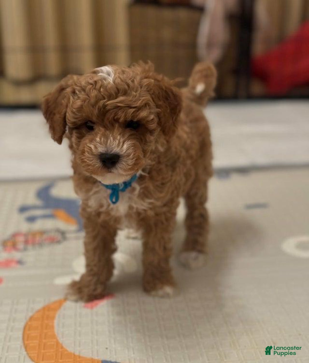 Maltipoo dogs for sale: Rafa - Ad 1
