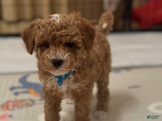 Maltipoo dogs Rafa - Ad 20