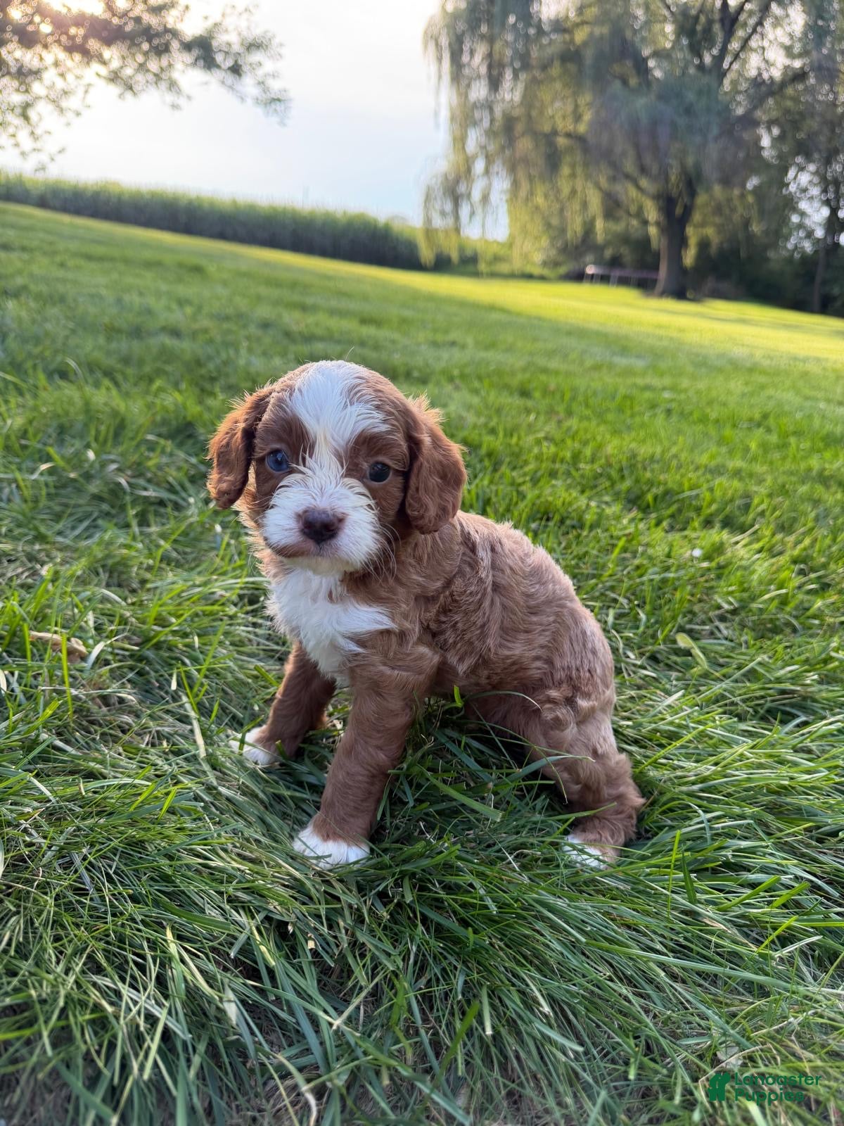 Cavapoo dogs Eddie  - Ad 1