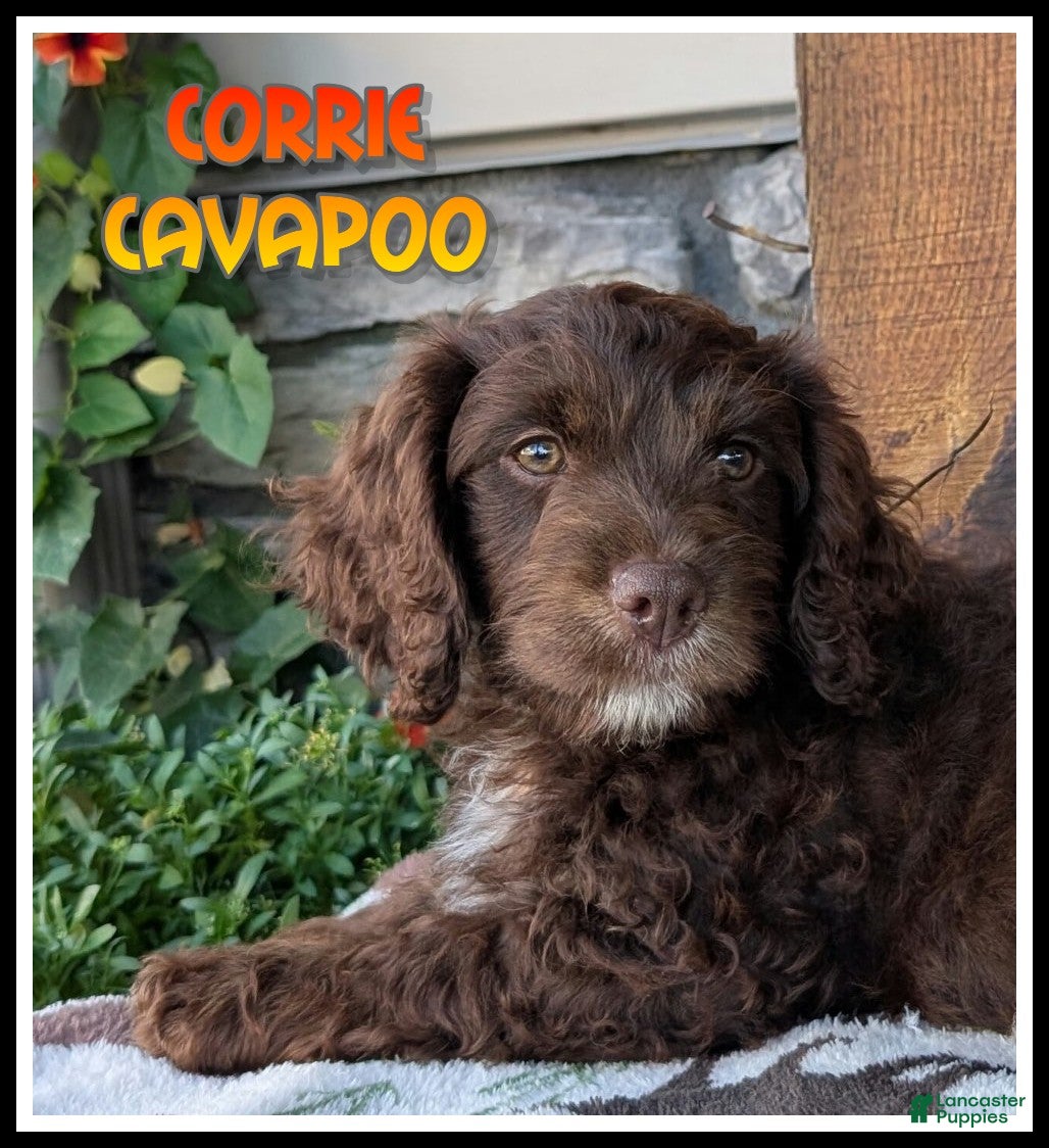 Cavapoo dogs Corrie - Ad 1