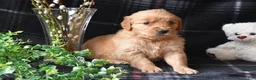 Golden Retriever dogs for sale: Liz - Ad 1
