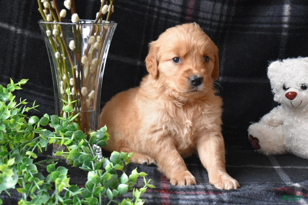 Golden Retriever dogs for sale: Liz - Ad 1