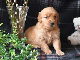 Golden Retriever dogs Liz - Ad 6