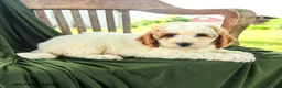 Goldendoodle dogs for sale: Brandy - Ad 3