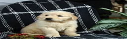 Golden Retriever dogs for sale: Puddles - Ad 3