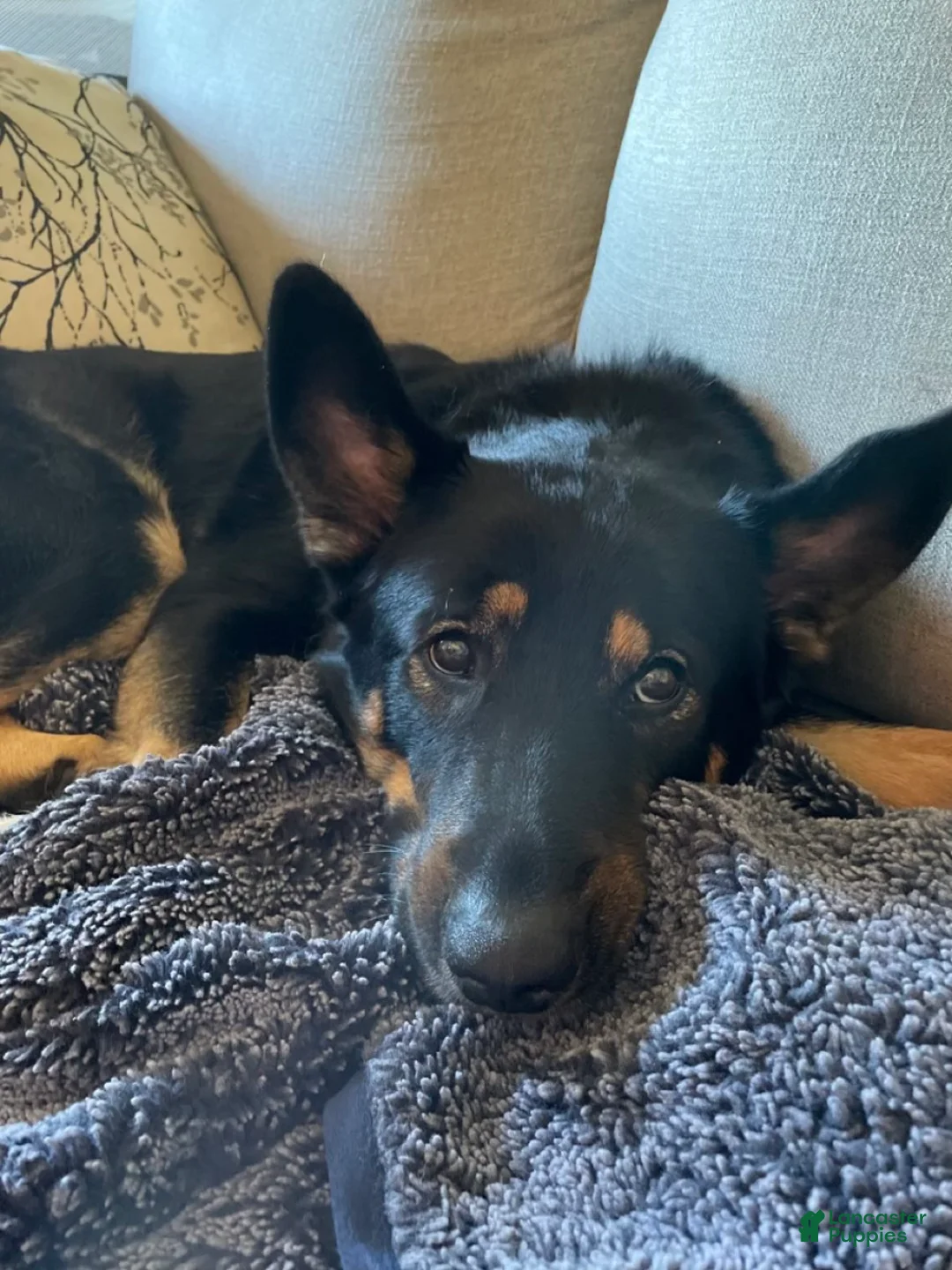 Mixed Breed dogs for sale: Mixed Breed 1 - Ad 2