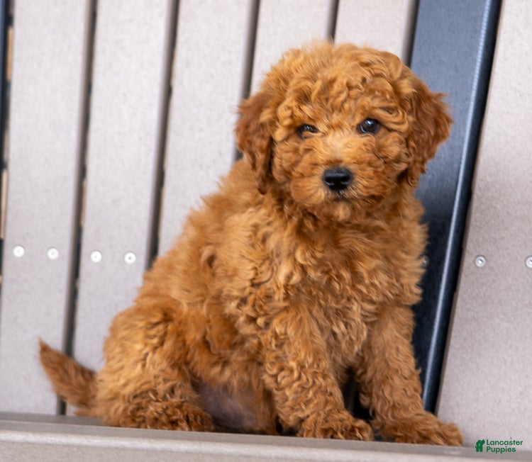 Mini Goldendoodle dogs for sale: Tommy - Ad 4