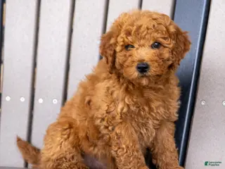 Mini Goldendoodle dogs for sale: Tommy - Ad 4