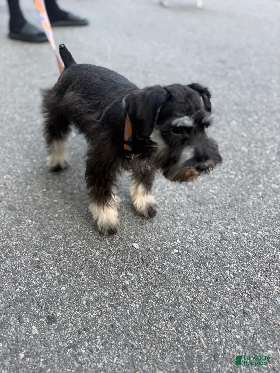 Schnauzer dogs for sale: Schnauzer Puppy 3 - Ad 2