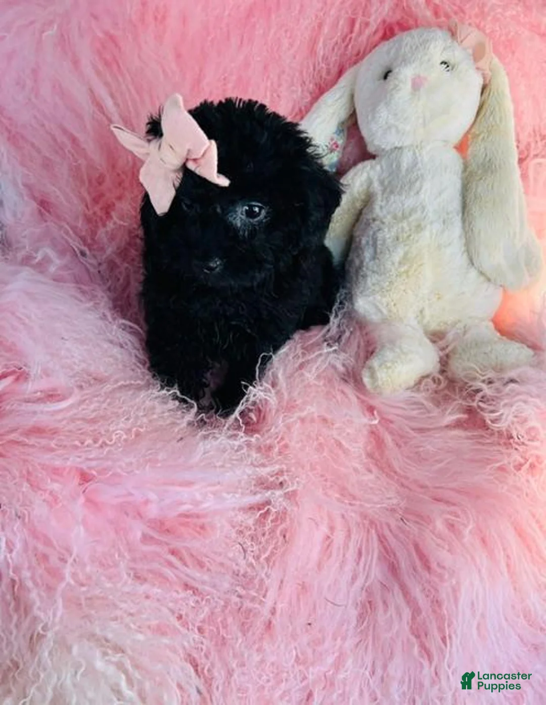 Miniature Poodle dogs for sale: Miniature Poodle 1 - Ad 3
