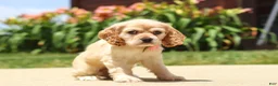 Cocker Spaniel dogs for sale: Pearl - Ad 4