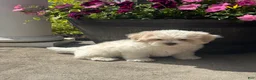 Teddy Bear dogs for sale: Jasmine  - Ad 4