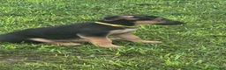 German Shepherd dogs for sale: German Shepherd 1 - Ad 5