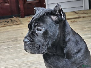 Cane Corso dogs QUEENIE - Ad 6