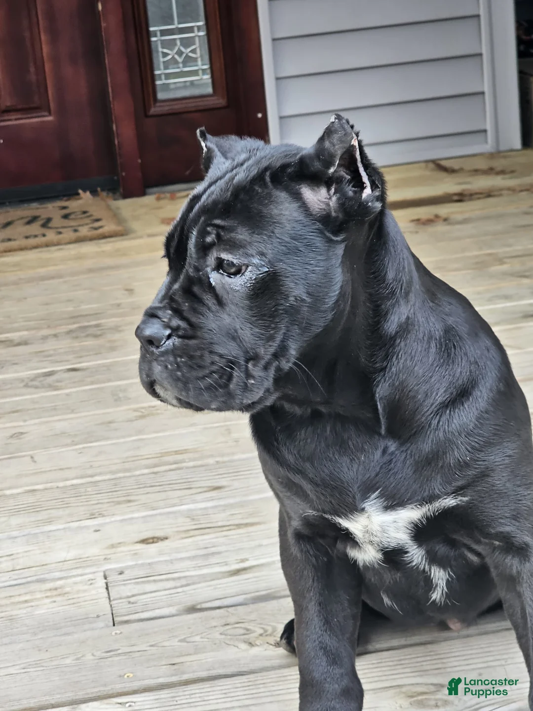 Cane Corso dogs for sale: QUEENIE - Ad 1