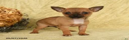 Chihuahua dogs for sale: Lola - Ad 2