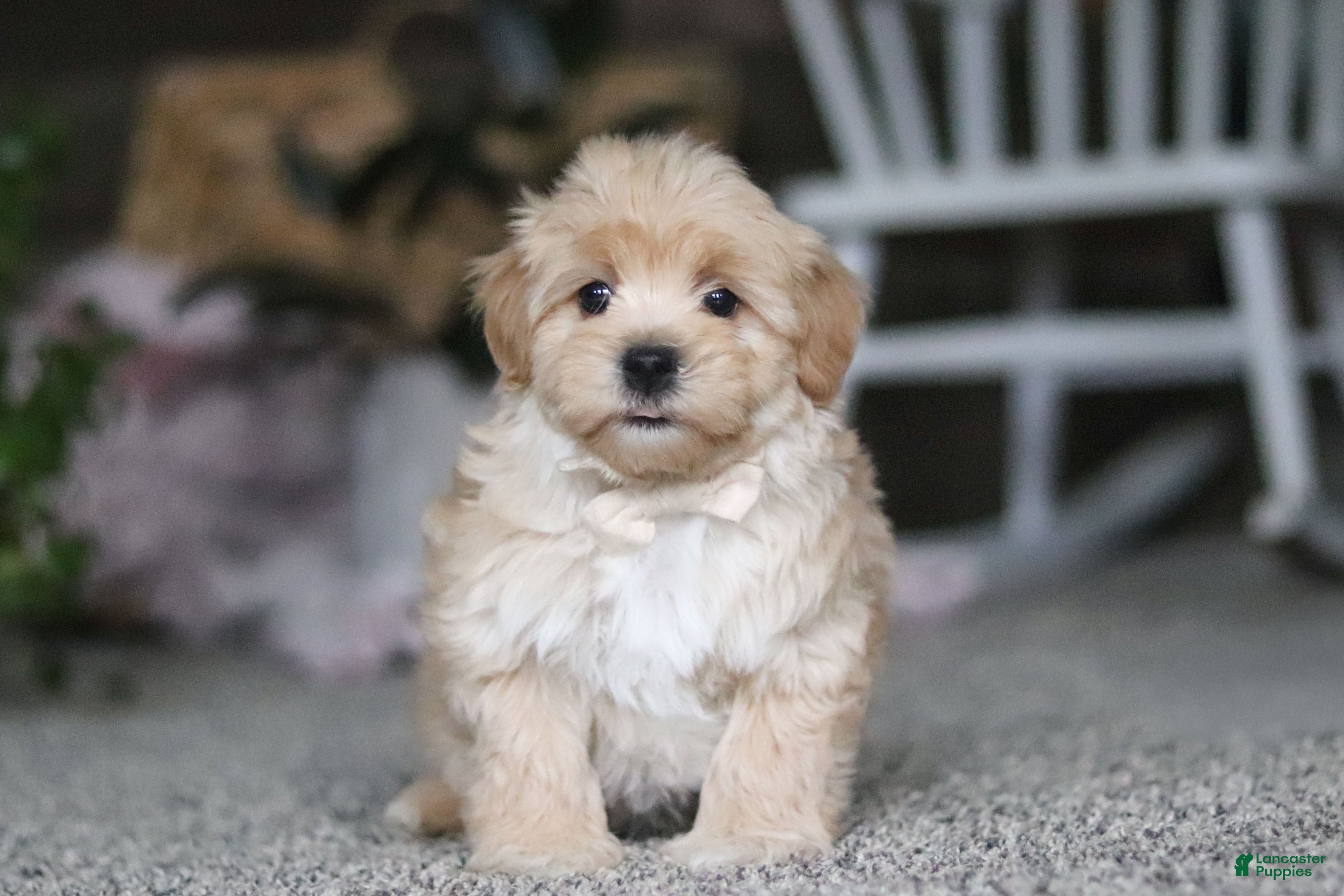 Havapoo dogs Baker - Ad 2