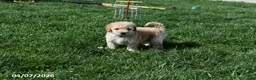 Bichpoo dogs for sale: Brooklyn - Ad 12