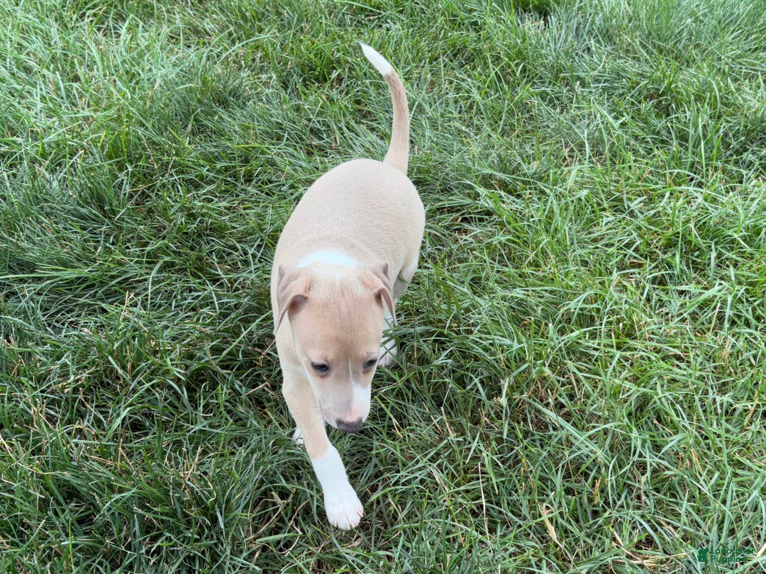 Italian Greyhound dogs for sale: Gordie - Ad 4