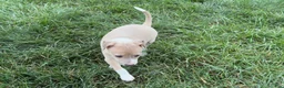 Italian Greyhound dogs for sale: Gordie - Ad 10