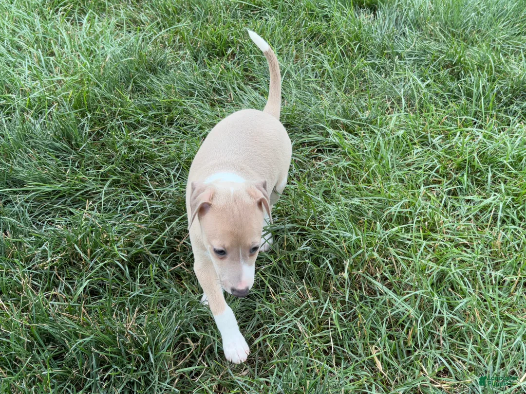 Italian Greyhound dogs for sale: Gordie - Ad 10