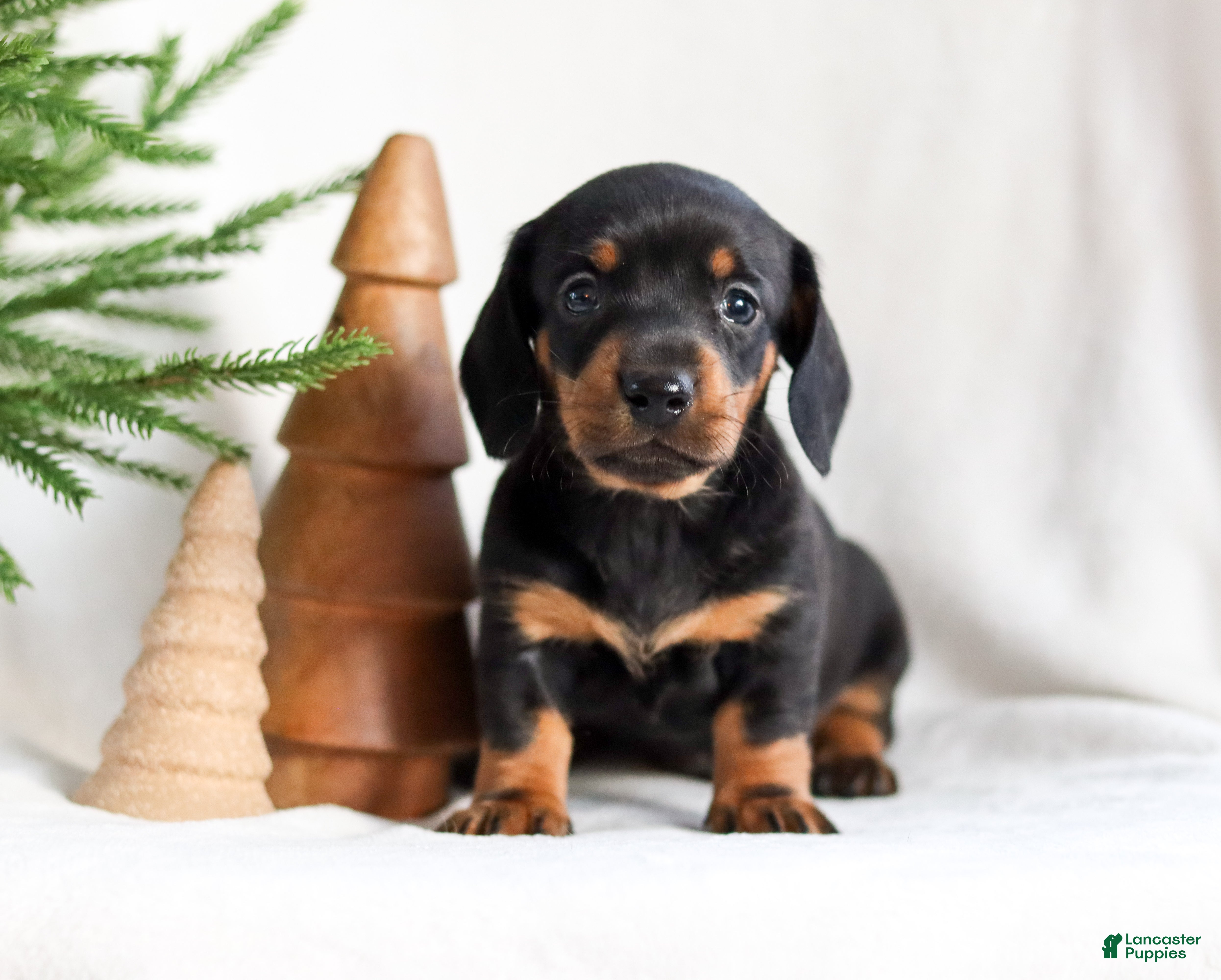 Miniature Dachshund dogs Hunter - Ad 39
