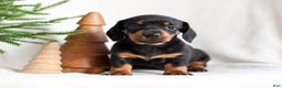Miniature Dachshund dogs for sale: Hunter - Ad 1