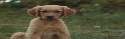Golden Retriever dogs for sale: Jo Golden Retriever  - Ad 4