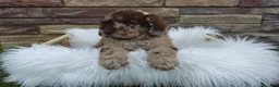 Newfypoo dogs for sale: F1b Ozzy - Ad 1