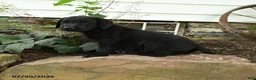 Labrador Retriever dogs for sale: Maverick - Ad 4