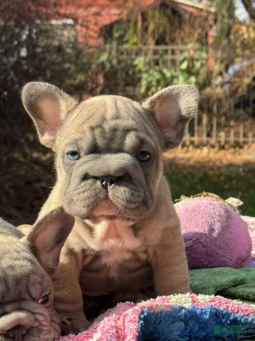 French Bulldog dogs for sale: Plum  - Ad 5