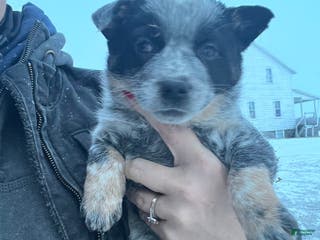 Australian Cattle Dog dogs Heidi - Ad 12