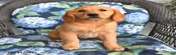 Golden Retriever dogs for sale: Pippa - Ad 2