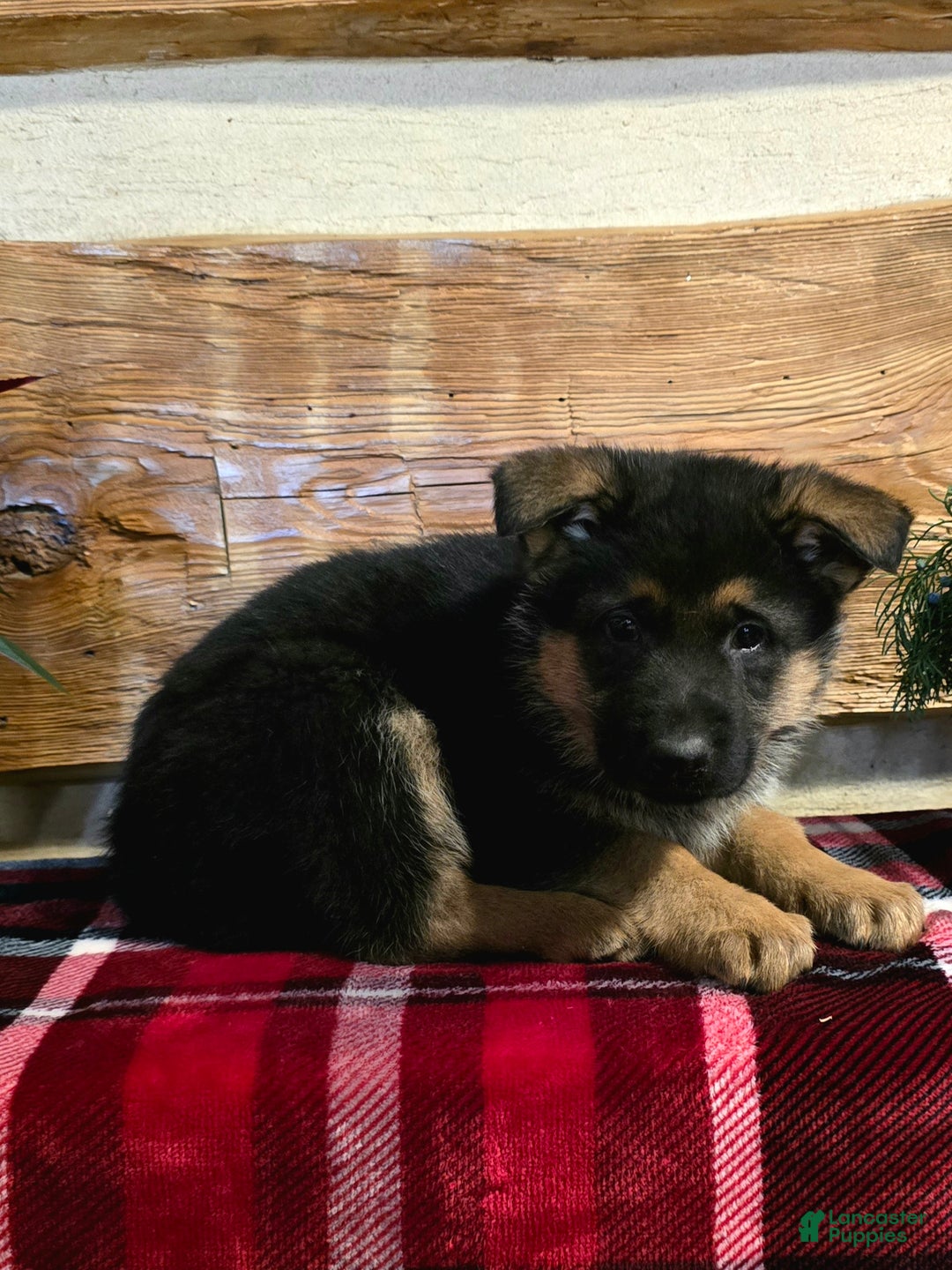 German Shepherd dogs for sale: Rex - Ad 5