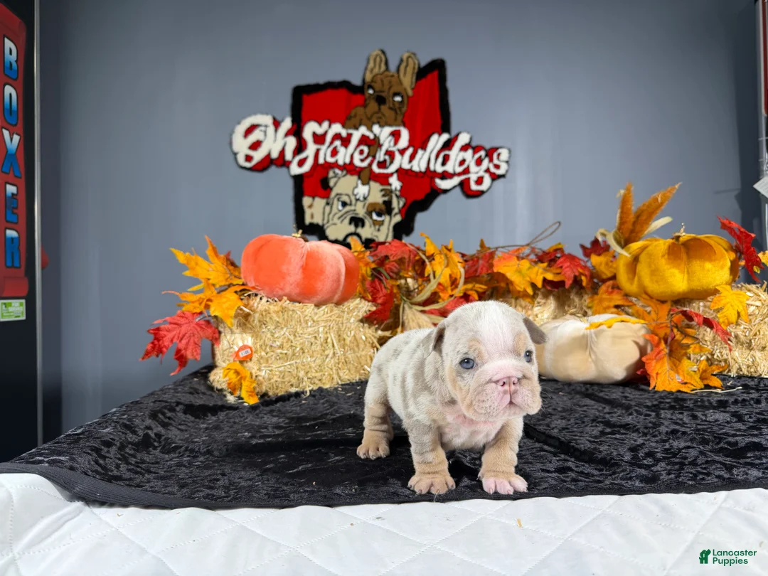 English Bulldog dogs for sale: English Bulldog 1 - Ad 1