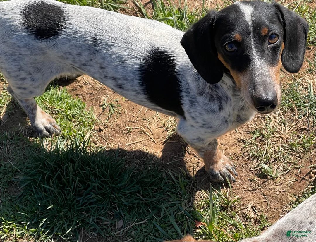 Dachshund dogs for sale: Dudley - Ad 2