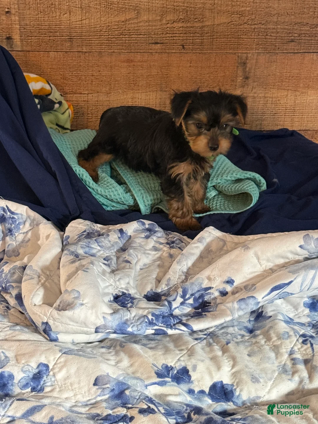 Yorkshire Terrier dogs for sale: Tiny patches  - Ad 2