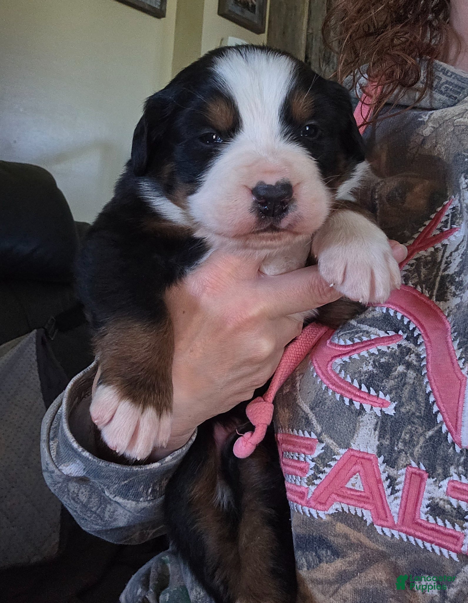 Bernese Mountain Dog dogs Bernese Mountain Dog Puppy 5 - Ad 39