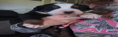 Bernese Mountain Dog Puppy 5