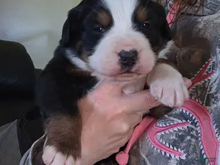 Bernese Mountain Dog dogs Bernese Mountain Dog Puppy 5 - Ad 17